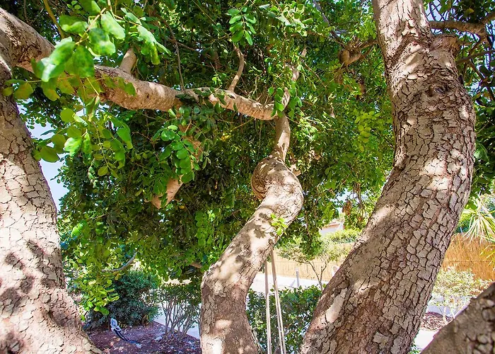 Casa Dei Carrubi בית הארחה